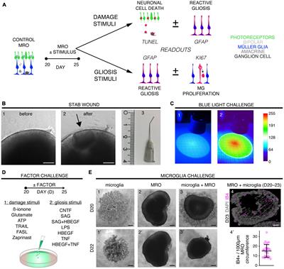 Modeling inducible neuropathologies of the retina with differential phenotypes in organoids